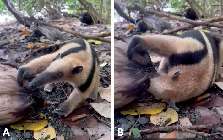 Video frames showing a Northern tamandua (Tamandua mexicana) opening a coconut by the side using its largest claws to manipulate the fruit. Sirena sector, Corcovado National Park, Costa Rica. Video by Dionisio Paniagua.