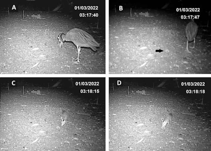 Sequence of consumption events by D. albiventris of a pellet regurgitated by N. violacea in an urban mangrove in northeastern Brazil