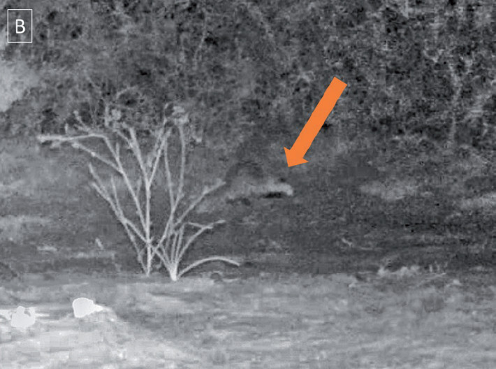 Captura de video obtenido mediante cámara trampa donde se observa un ejemplar de Lyncodon patagonicus en el Parque Nacional Talampaya, La Rioja, Argentina. La flecha naranja indica la mancha negra en la nuca característica de la especie.