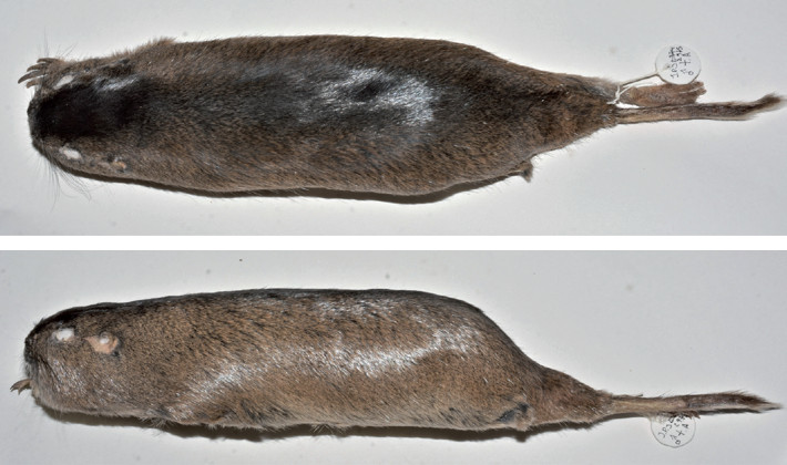 Vista dorsal y lateral de la piel de uno de los tuco tucos de Foch, Ctenomys fochi (MACN–Ma 30876) registrados en Zorro Pozo, provincia de Santiago del Estero, Argentina