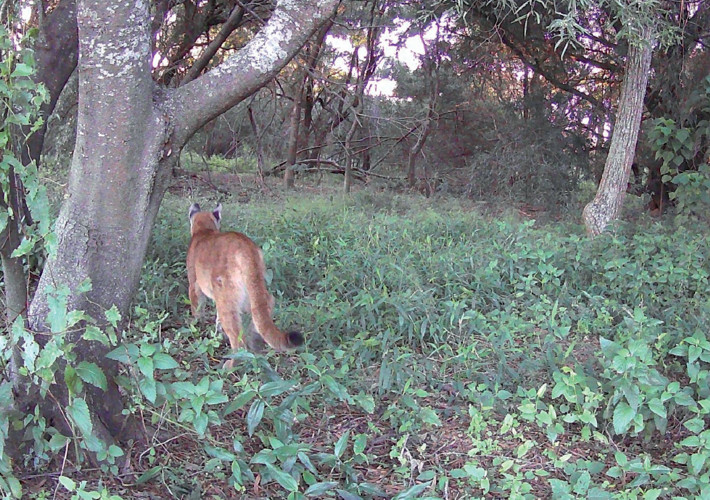 Registro de puma obtenido mediante cámara trampa en el PN Islas de Santa Fe, Argentina