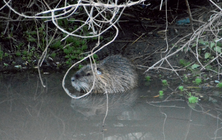 Individuo de Myocastor coypus observado en la localidad de Pirquitas, Catamarca, Argentina