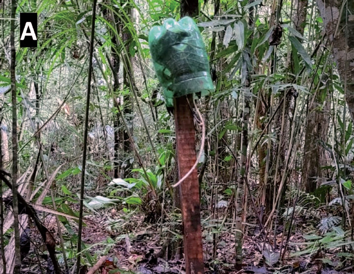 Artificial nest built by G. microtarsus in a cut PET bottle at the Reserva Biológica União, Rio de Janeiro, Brazil