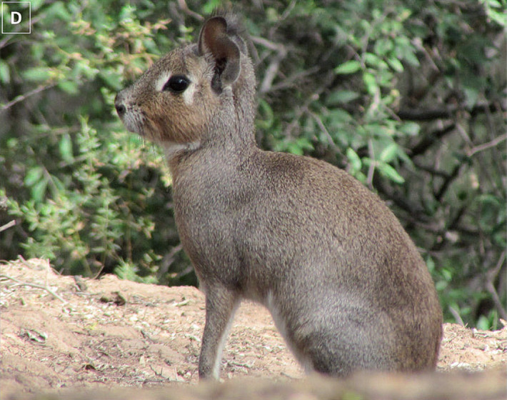 Ejemplar adulto de conejo de los palos registrado en la provincia de San Luis, Argentina.