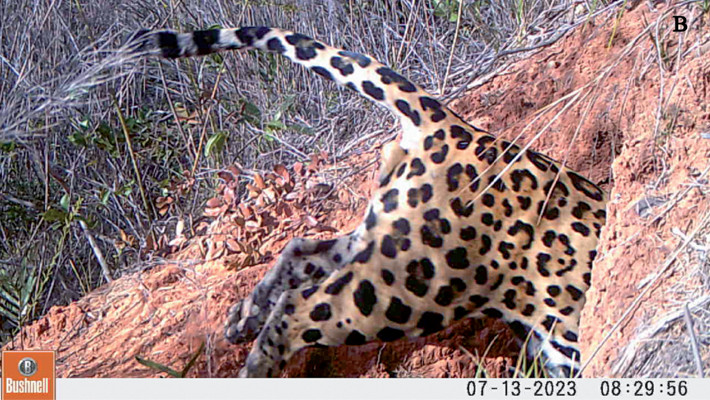 A jaguar entering a giant armadillo burrow at the Grande Sertão Veredas National Park, Central Brazil