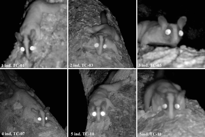 Individuos de Glironia venusta identificados en las trampas-cámara del dosel en el Centro de Estudios del Bosque Seco Tropical Alta Vista, Bolivia