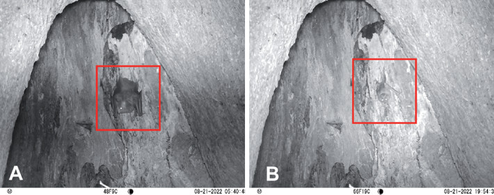 A) Chrotopterus auritus in a hollow ombu tree recorded on August 21, 2022; B) Desmodus rotundus resting in the same tree on August 21, 2022. Photo: Owl Monkey Project, Formosa, Argentina.