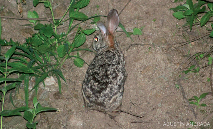 Tapetí (Sylvilagus brasiliensis) registrado en la Sierra de Alijilán, Provincia de Catamarca, Argentina