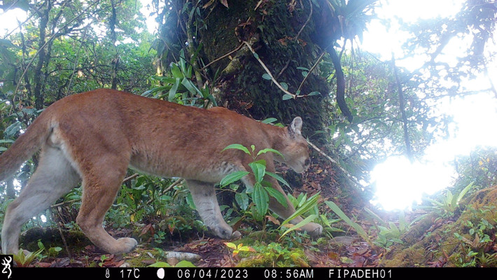 Individuo de Puma concolor fotografiado con cámara trampa en la Reserva Biológica Misoco, Honduras