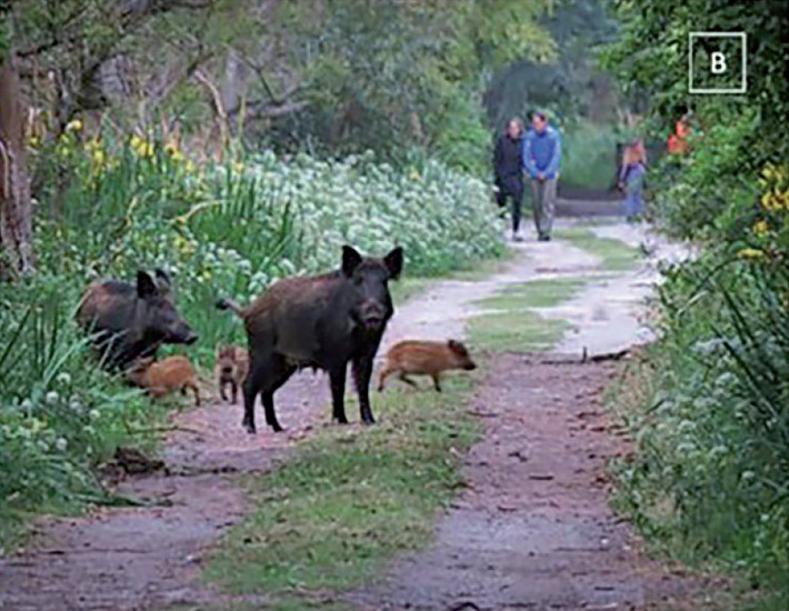 Wild pigs in broad daylight in the public use area of the El Destino Private Natural Reserve, Magdalena, Buenos Aires. Photo: Gabriel Celedon.