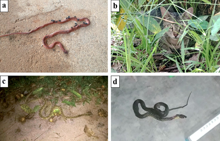 Reptile species preyed upon by domestic cats in the Cassupá-Salamãi Village of Porto Velho, Rondônia. (a) Oxyrhopus melanogenys, (b) Ameiva ameiva, (c) Bothrops atrox, and (d) Erythrolamprus poecilogyrus.