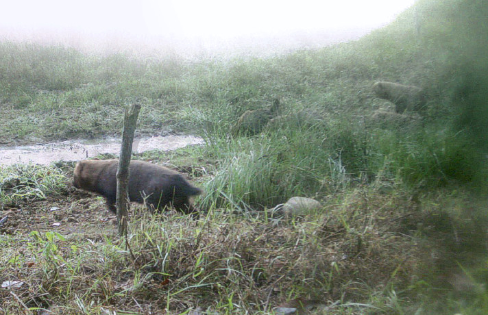 Registro de armadilhas fotográficas de Speothos venaticus no Parque Sesc Serra Azul, Mato Grosso, Brasil