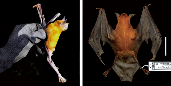 Live photograph and skin of a Noctilio leporinus specimen (CZCEN-M0257) collected at the Stella Marys property, Itapúa department, Paraguay