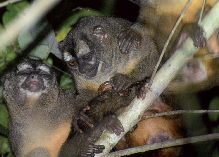 Anointing behavior by a group of Caribbean night monkeys (Aotus griseimembra) in Colombia