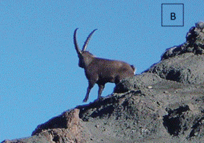 Ejemplar de Capra ibex en el cordón del cerro Chapelco (Argentina). Foto: Damián Peña.