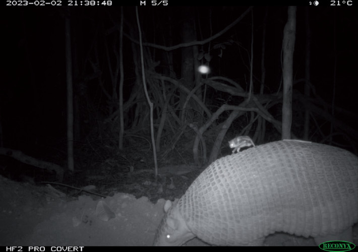 A common vampire bat (Desmodus rotundus) feeding on a giant armadillo (Priodontes maximus) in the Rio Doce State Park, Minas Gerais state, Brazil.