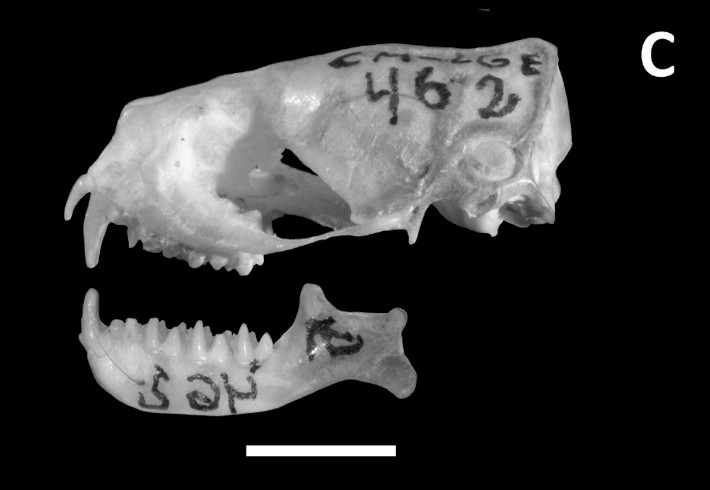 Skull of a male specimen of Cynomops planirostris (CM-LGE 462) captured in Puerto Iguazú city, Argentina