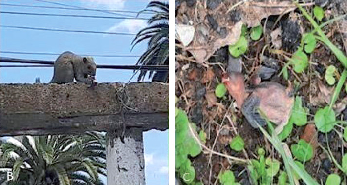 Evento de depredación sobre un pichón de Furnarius rufus por parte de un ejemplar de Callosciurus erythraeus en la localidad de Jáuregui, partido de Luján, Argentina