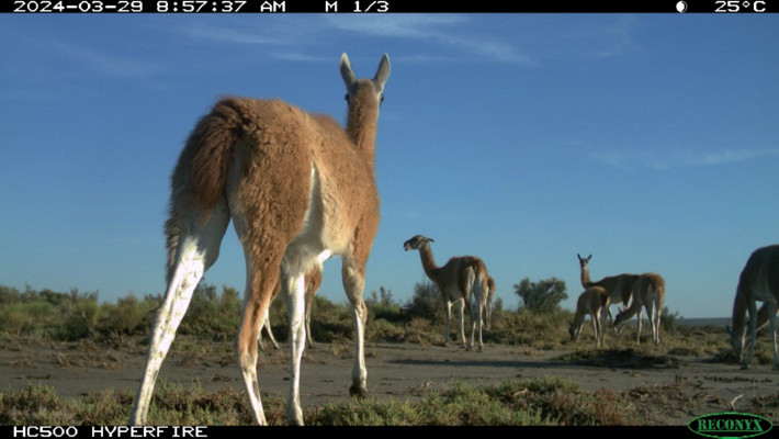 Fotografía por cámara trampa de un grupo familiar de guanacos en un campo del sudoeste bonaerense, Argentina