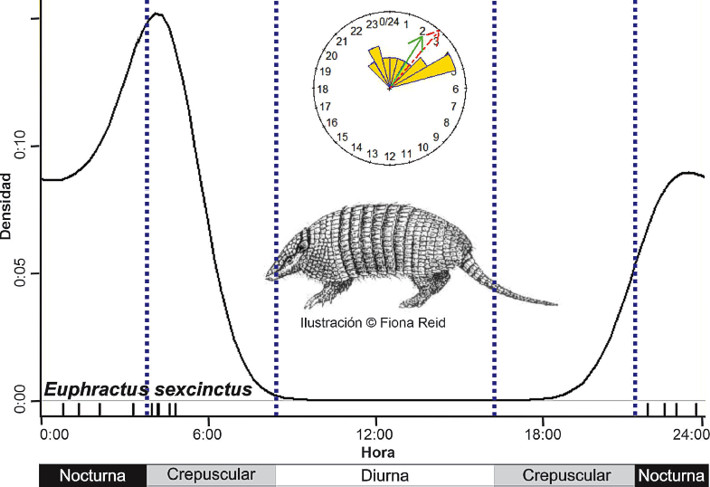 Ritmos diarios de actividad de Euphractus sexcinctus en el ANP La Esmeralda, Entre Ríos, Argentina
