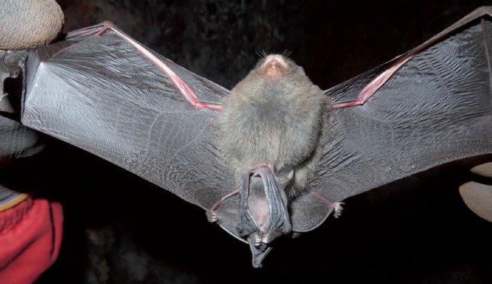 A Furipterus horrens female bat nursing a pup
