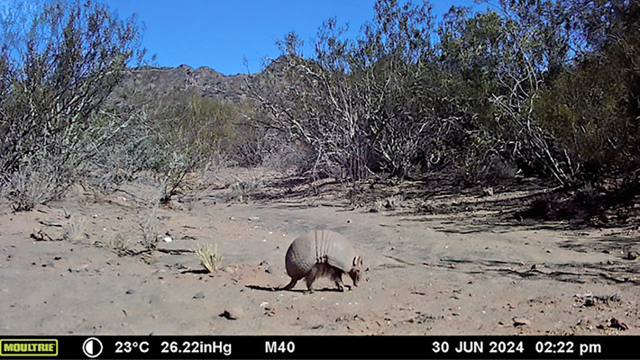 Foto con cámara trampa de Tolypeutes matacus en el departamento de Valle Fértil, San Juan, República Argentina