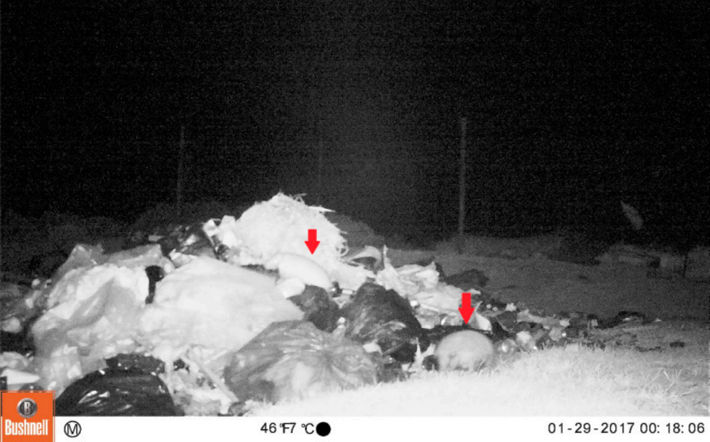 Imagen tomada por una cámara trampa instalada en el basural de la Estancia Cullen, Isla Grande de Tierra del Fuego (-52,859232° -68,409966°), donde se observan dos ejemplares de Chaetophractus villosus