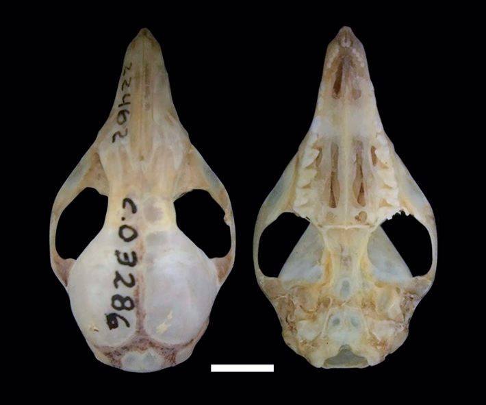 Cráneo en vista dorsal (izquierda) y ventral (derecha) de Gracilinanus microtarsus (MACN-Ma 22462)