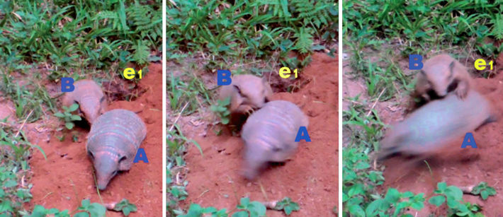 Two-second sequence of Euphractus sexcinctus in which a male (B) tried mounting a female (A)