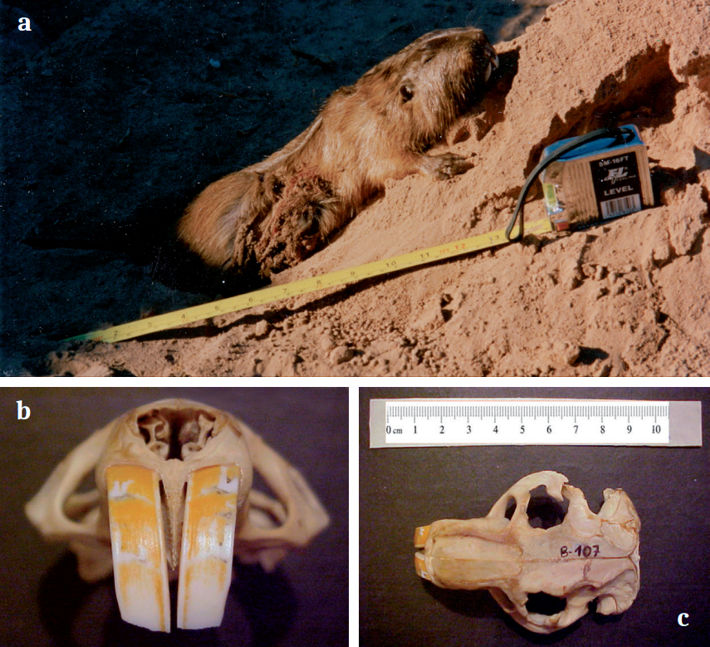 Ejemplar de C. conoveri colectado en la Estación Senda Hachada (Salta) y cráneo en vista dorsal y detalle de los incisivos superiores de un cráneo colectado sobre Ruta Nacional Nº 34