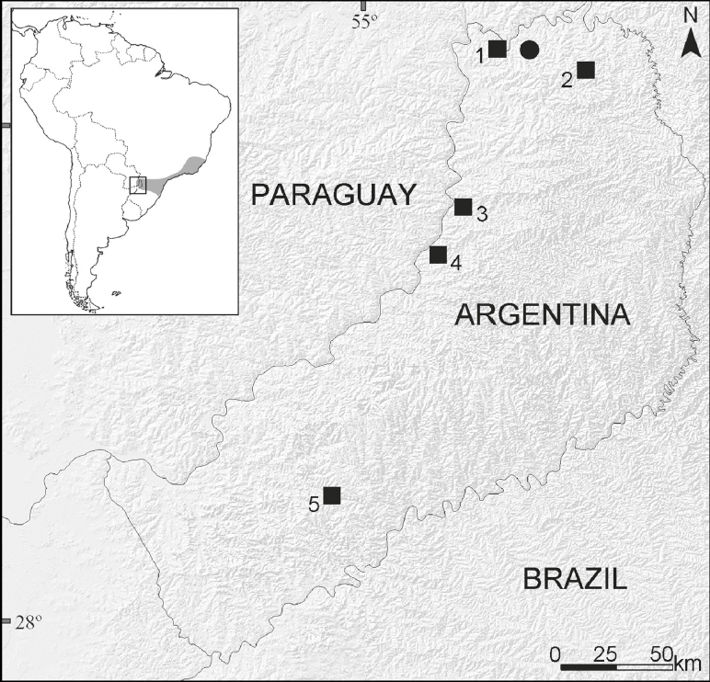 Distribution of Abrawayaomys ruschii in the province of Misiones, Argentina