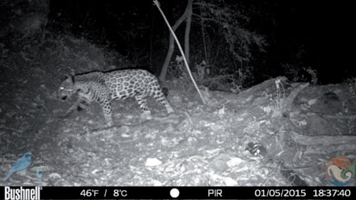 Jaguar photographed in the Área Destinada Voluntariamente a la Conservación Arroyo del Aguacatal Tlalixtac de Cabrera, mountains of Central Oaxaca, Mexico