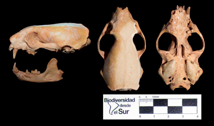Vistas del cráneo de Lyncodon patagonicus colectado en el Parque Nacional Sierra de las Quijadas (San Luis, Argentina)