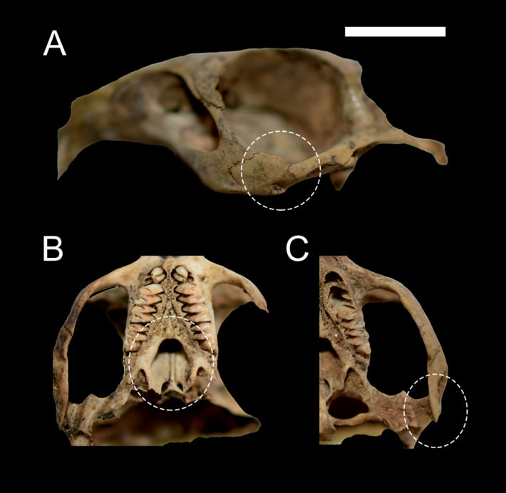 Details of the diagnostic characteristics of Microcavia jayat observed in the materials obtained in the Anzulón Dam (La Rioja province, Argentina)