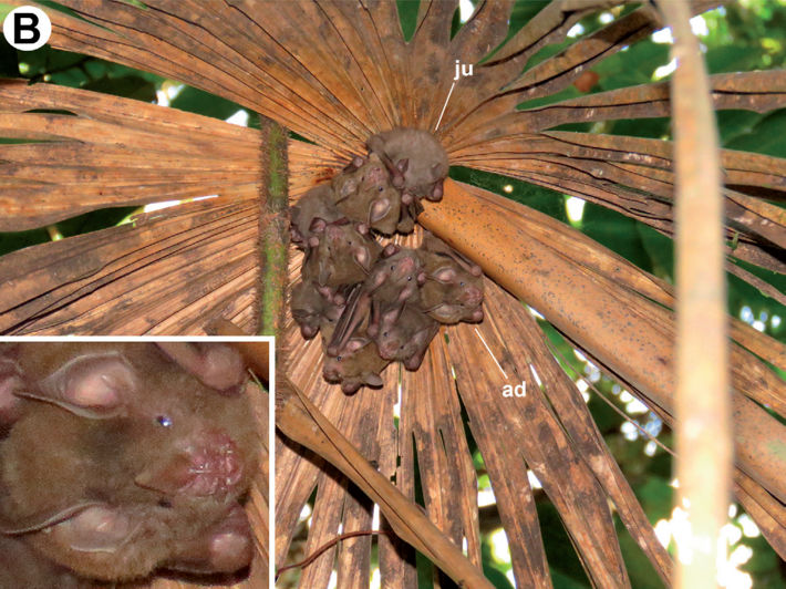 Group of Dwarf Little Fruit bats (Rhinophylla pumilio) roosting under a Buriti palm (Mauritia flexuosa) dry leaf, with a detail of the face of one of the bats