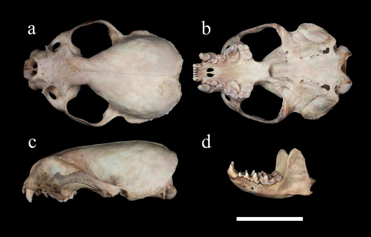 Cráneo y mandíbula de un macho adulto de Lontra longicaudis (MZUA-MA424) registrado en Saucay, provincia del Azuay, Ecuador