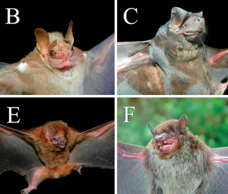 Especies representativas de murciélagos de Sabanagrande, Francisco Morazán, en el centro de Honduras