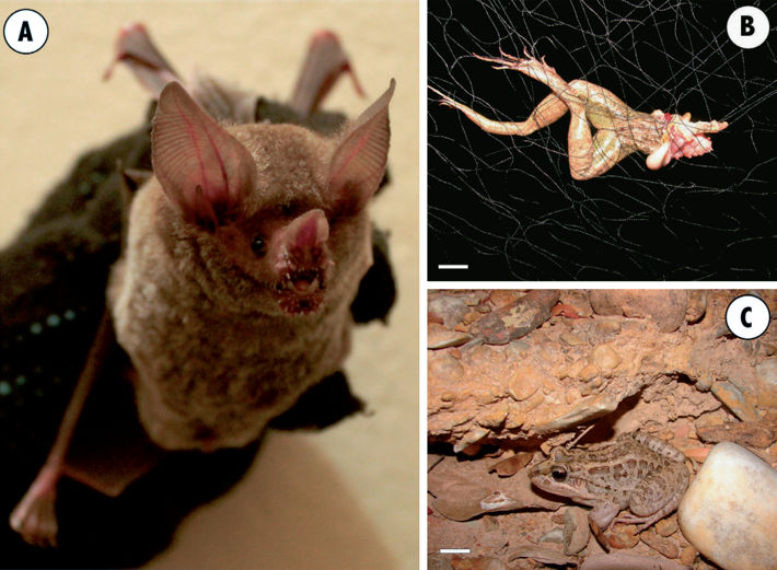 Specimen of Trachops cirrhosus captured at Fazenda Fortaleza de Santa Terezinha, Minas Gerais state, Brazil (A), predating on Leptodactylus macrosternum (B); and a live specimen of L. macrosternum (C)