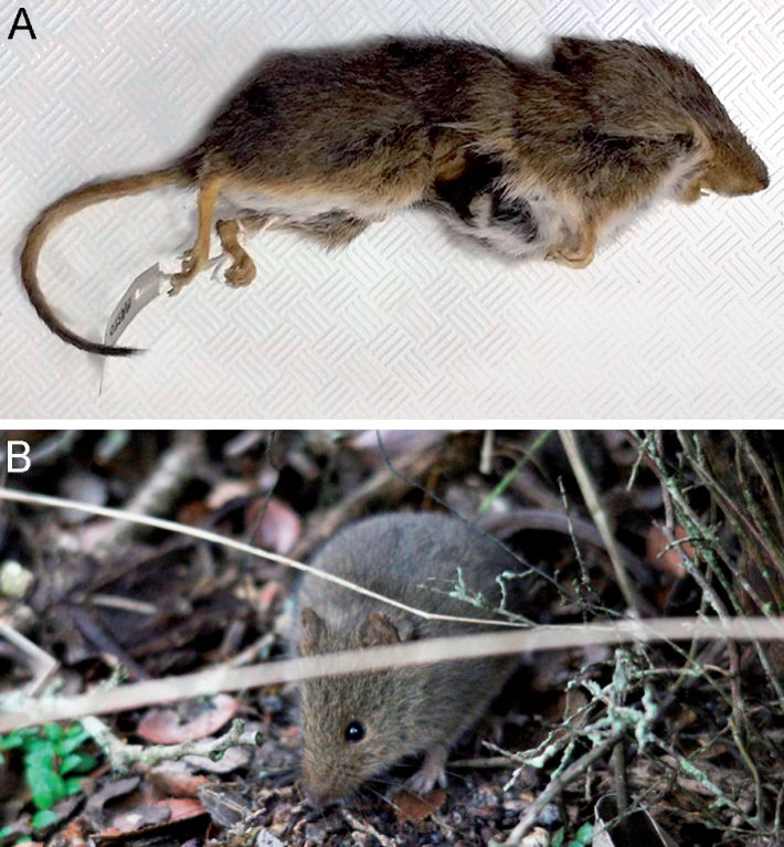 A) External view of Abrothrix (Angelomys) xanthorhina from Bahía Franklin, Isla de los Estados, Argentina (MACN-Ma 28506); B) Living individual.