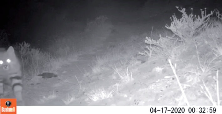 Individuo de Leopardus colocolo registrado en la Estancia Cerro Guido, Región de Magallanes y Antártica Chilena, Chile