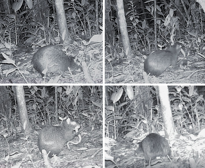 Dasyprocta punctata predating on Amphisbaena alba in the FFGARFSR, Eastern Cordillera of Colombia