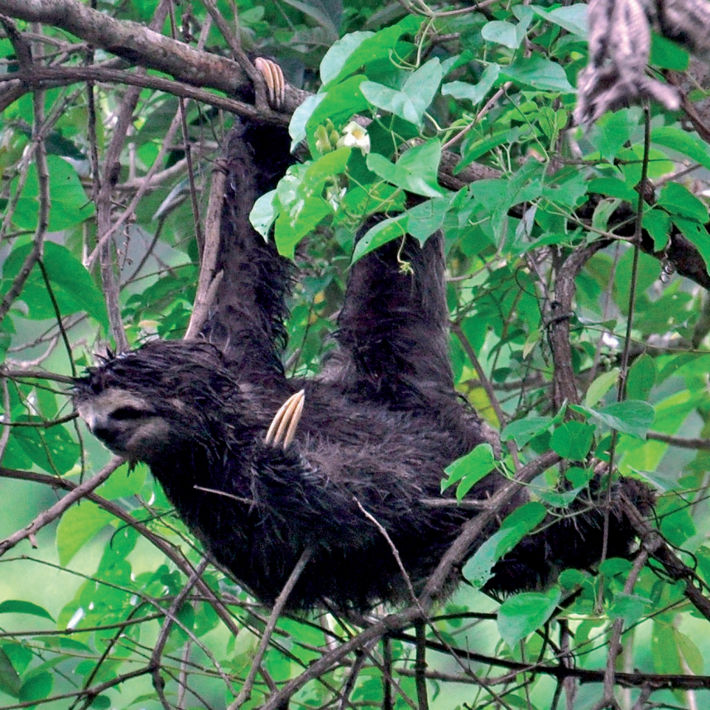 Melanistic individual of Bradypus variegatus, Rio de Janeiro, Brazil