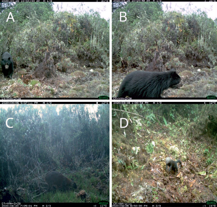 Algunos mamíferos medianos y grandes registrados mediante trampas cámara en sector San Alberto del Parque Nacional Yanachaga Chemillén, Perú