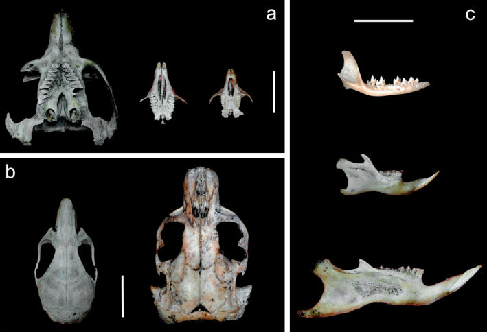 Crania and mandibles of small mammal species collected at different sites of Córdoba province, Argentina