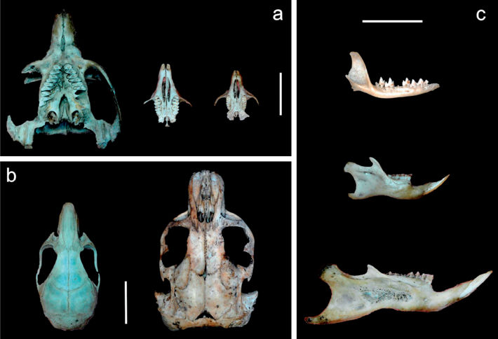 Crania and mandibles of smal mammal species collected at different sites of Córdoba province, Argentina