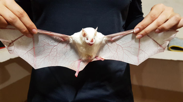 Albino adult male Artibeus obscurus showing white pelage, translucid patagia, and red eyes