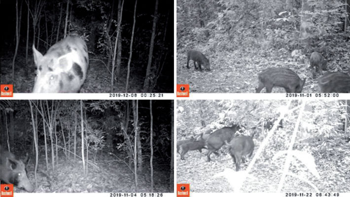 Photographs from CT video records of solitary and wild pig groups at Parque Estadual Mata dos Godoy, Londrina city, Paraná State, Brazil