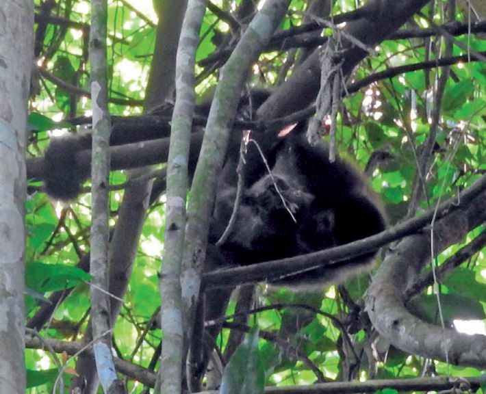 Infanticide in black-horned capuchin monkeys, Sapajus nigritus: adult female with a dead infant