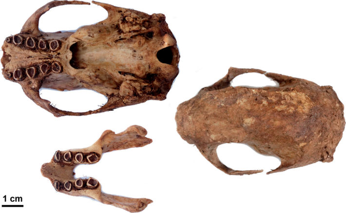 Dorsal and ventral views of the skull and dorsal view of the mandible of a maned sloth (Bradypus torquatus) ingested by a tiger shark (Galeocerdo cuvier)