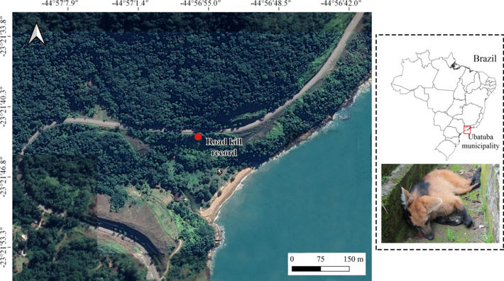 Location in which a female of Chrysocyon brachyurus was found in the municipality of Ubatuba, São Paulo, Brazil. On the bottom right, the female found dead.